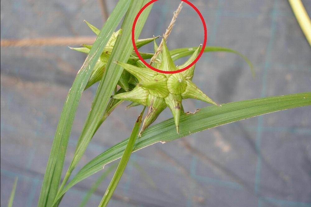 Photo of Morning Star Sedge (Carex grayi) uploaded by admin