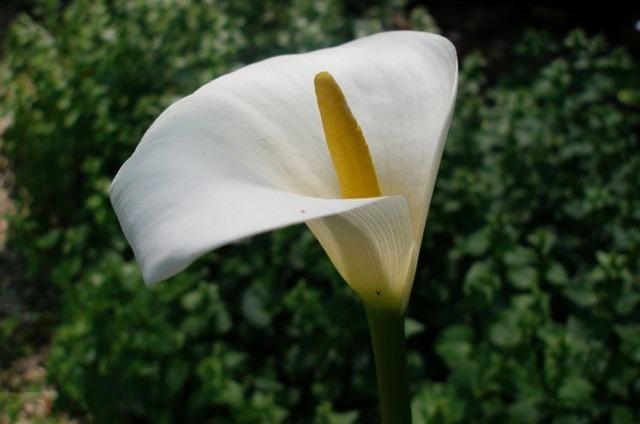 Photo of Calla Lily (Zantedeschia aethiopica) uploaded by admin