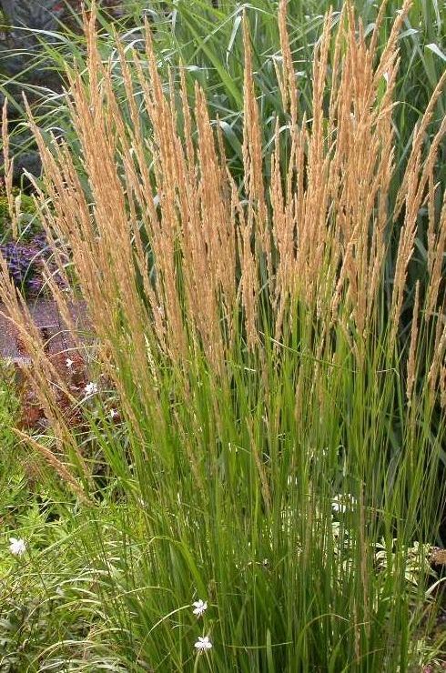 Photo of Feather Reed Grass (Calamagrostis x acutiflora 'Karl Foerster') uploaded by admin