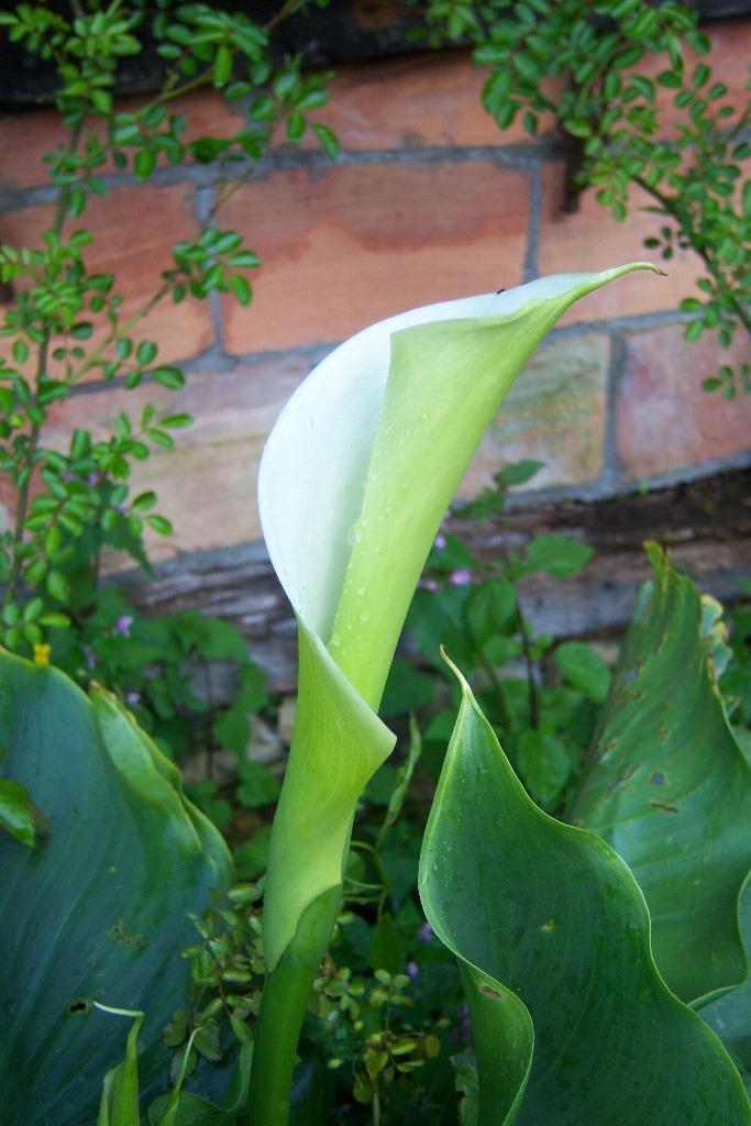 Photo of Calla Lily (Zantedeschia aethiopica) uploaded by admin