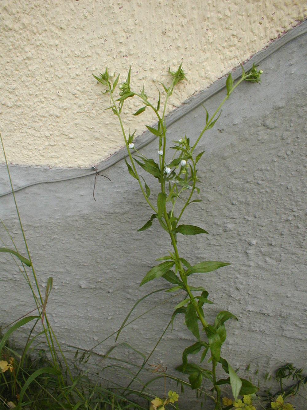 Photo of White Panicle Aster (Symphyotrichum lanceolatum) uploaded by admin