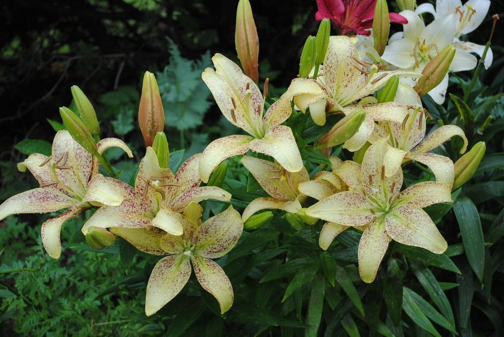 Photo of Lily (Lilium 'Suncrest') uploaded by chelle