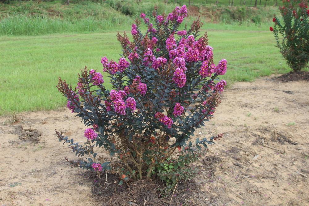 Photo of Crepe Myrtle (Lagerstroemia Enduring Summer™ Lavender) uploaded by dave