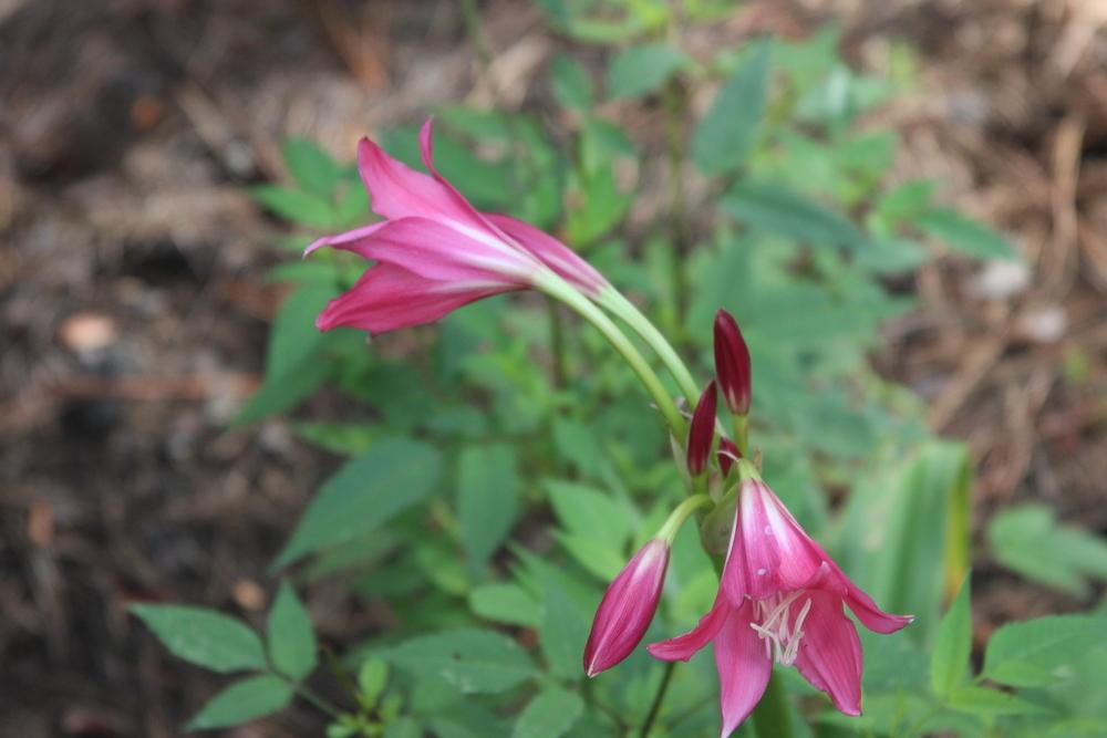 Photo of Crinum 'Faye Hornbuckle' uploaded by dave