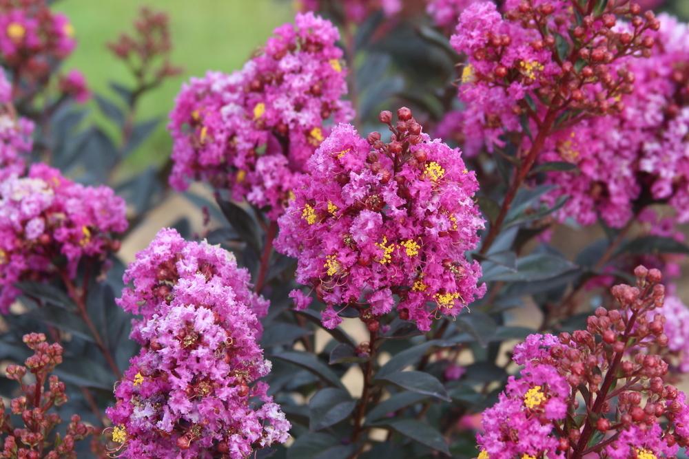 Photo of Crepe Myrtle (Lagerstroemia Enduring Summer™ Lavender) uploaded by dave