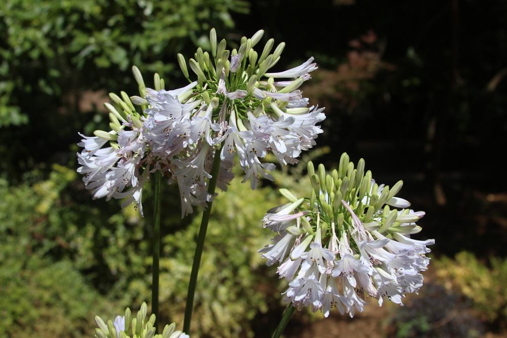 Photo of Lily of the Nile (Agapanthus africanus 'Albus') uploaded by dave