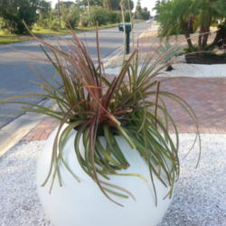 Location: Holmes Beach FL
Date: 2015-06-30
Enchotias displayed in globe planter.