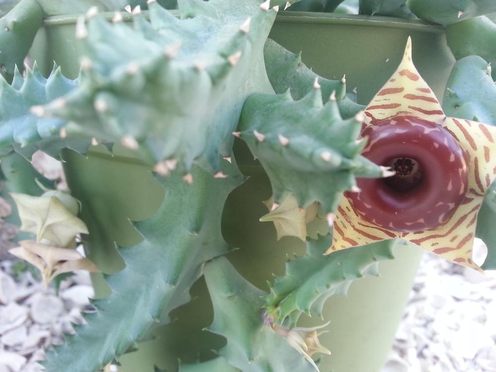 Photo of Lifesaver Cactus (Ceropegia zebrina subsp. insigniflora) uploaded by karmatree