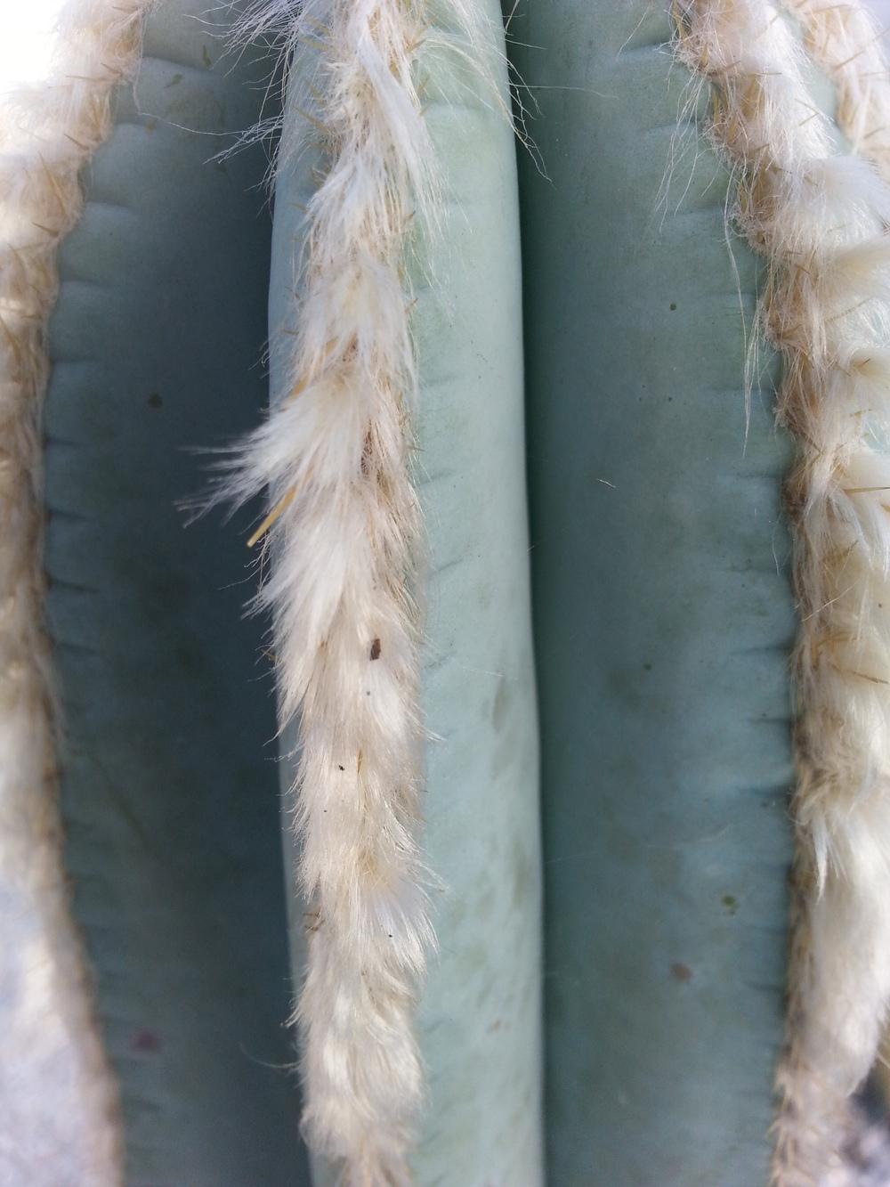 Photo of Blue Columnar Cactus (Pilosocereus pachycladus) uploaded by karmatree