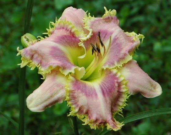Photo of Daylily (Hemerocallis 'Wise Whiskers') uploaded by shive1