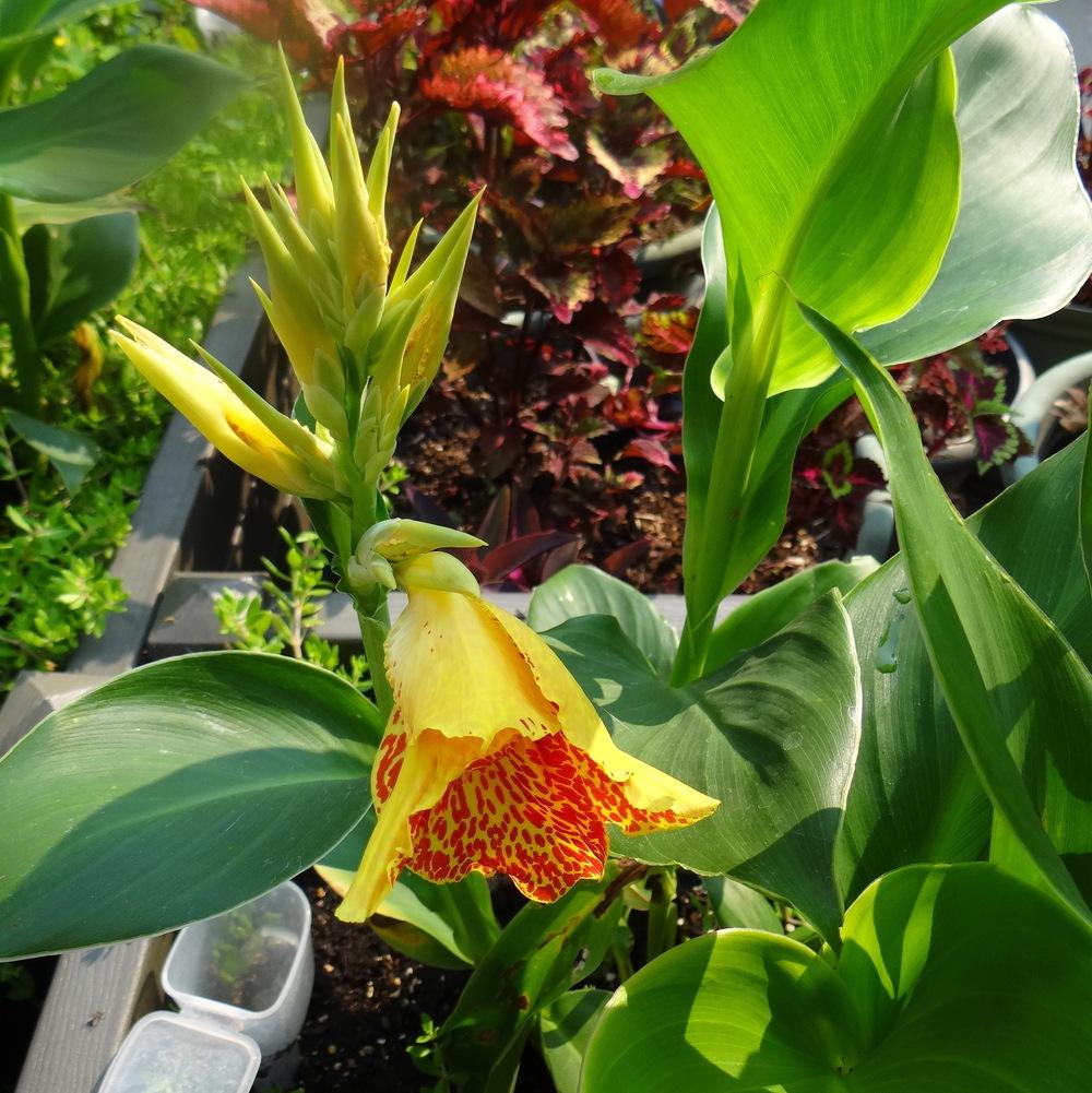 Photo of Canna (Canna x generalis 'Maui Punch') uploaded by stilldew