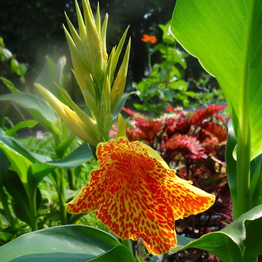 Photo of Canna (Canna x generalis 'Maui Punch') uploaded by stilldew