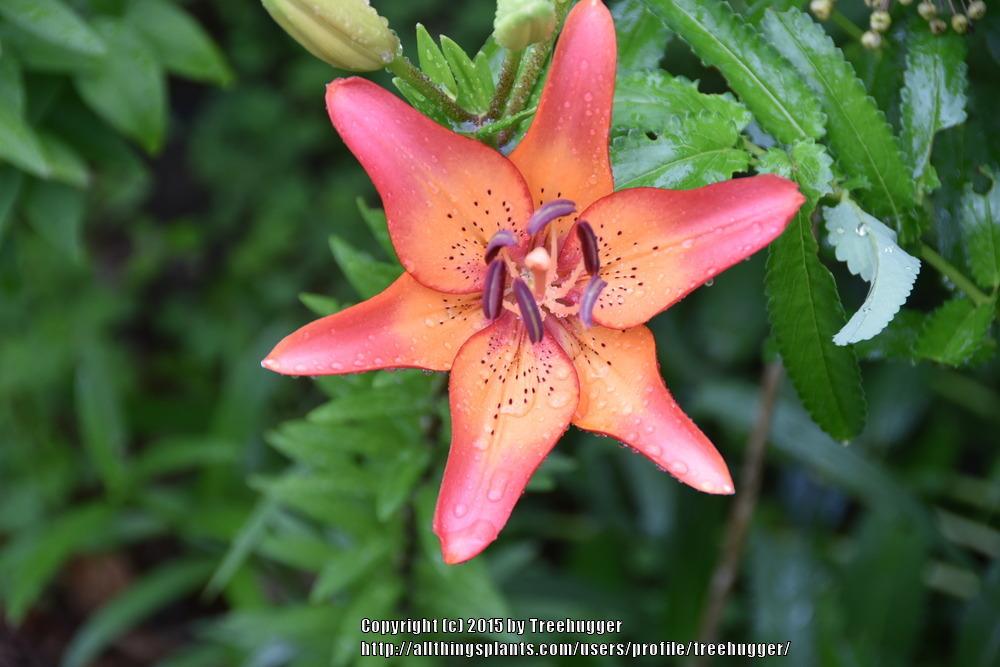 Photo of Lily (Lilium 'Royal Sunset') uploaded by treehugger