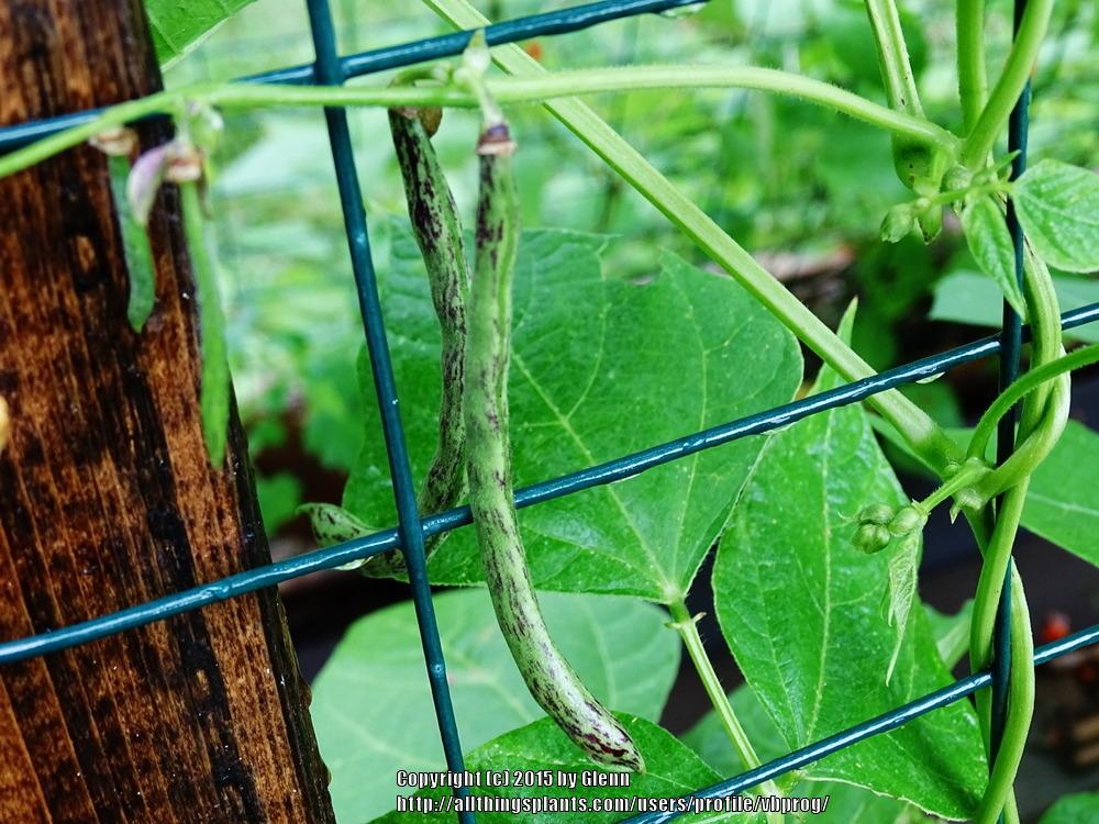 Photo of Bean (Phaseolus vulgaris 'Rattlesnake') uploaded by vbprog