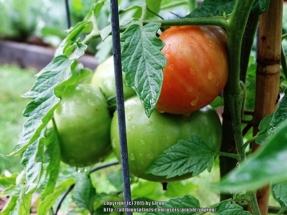 Photo of Tomato (Solanum lycopersicum 'Jet Star') uploaded by vbprog