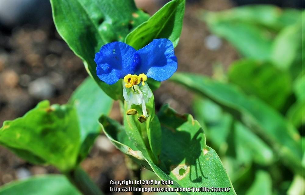 Photo of Asiatic Dayflower (Commelina communis) uploaded by Zencat