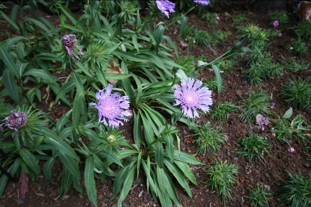 Photo of Stokes' Aster (Stokesia laevis) uploaded by admin