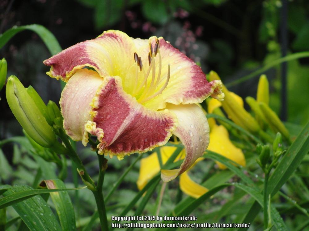 Photo of Daylily (Hemerocallis 'Lotus Position') uploaded by dormantsrule