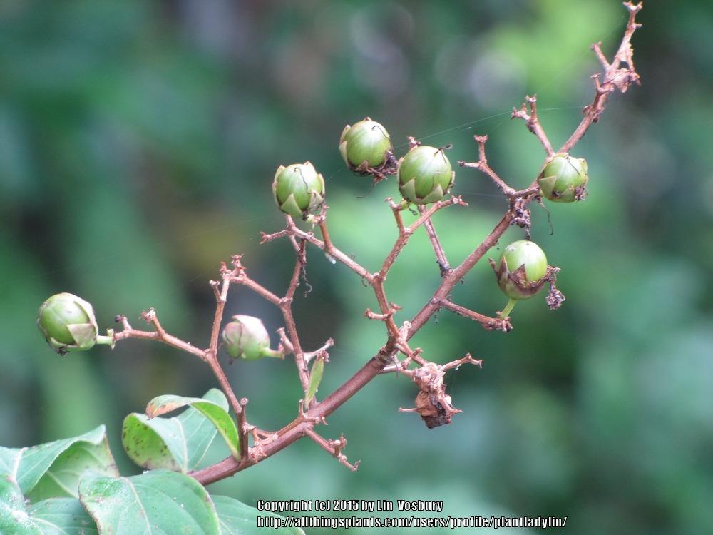 Photo of Crape Myrtle (Lagerstroemia indica 'Tuscarora') uploaded by plantladylin