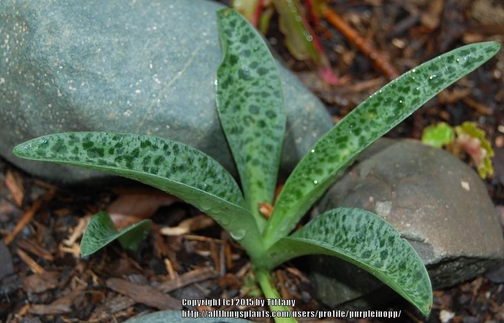 Photo of Silver Squill (Ledebouria socialis) uploaded by purpleinopp
