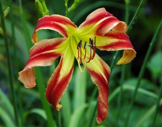 Photo of Daylily (Hemerocallis 'A Little Fire, Scarecrow') uploaded by shive1