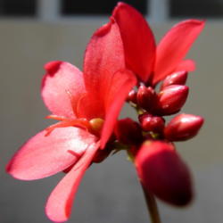 Location: Colima, Colima Mexico (Zone 11)
Date: 2015-03-30
Peregrina (Jatropha integerrima) Bloom and buds