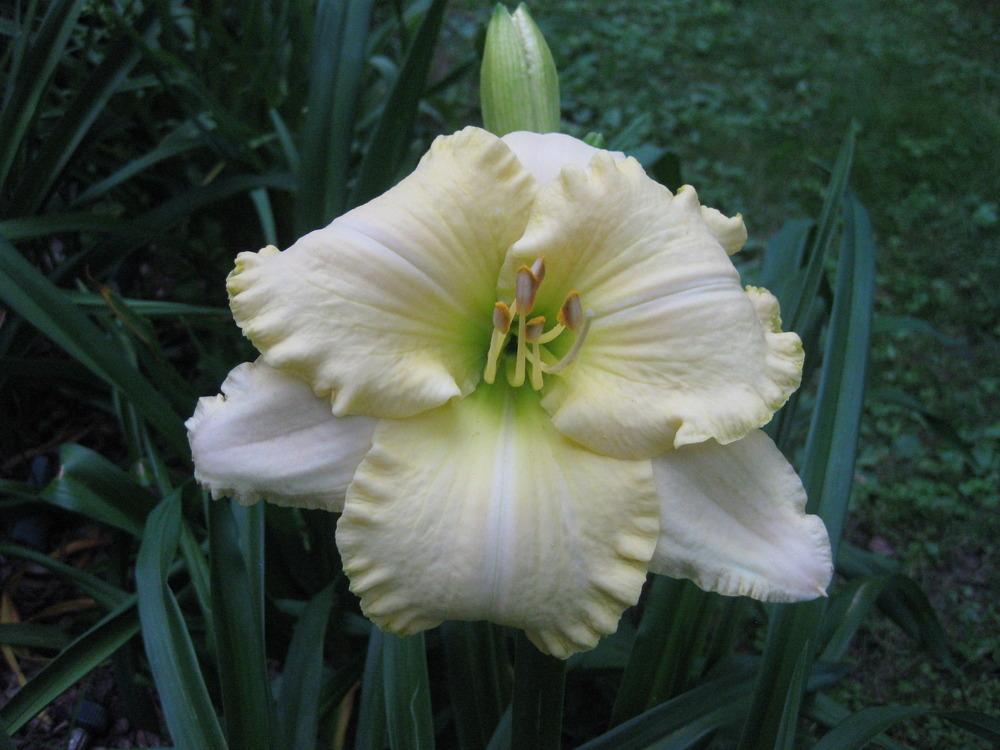 Photo of Daylily (Hemerocallis 'Grace and Grandeur') uploaded by Bedmaker