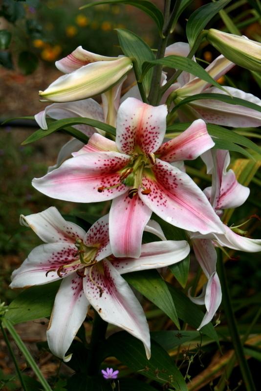 Photo of Lilies (Lilium) uploaded by Calif_Sue