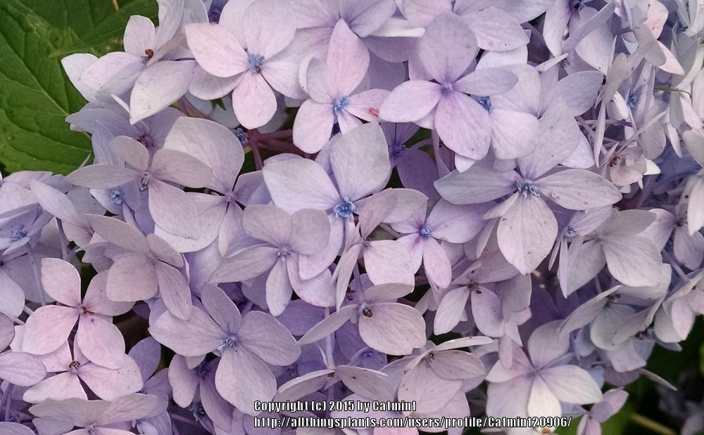 Photo of Bigleaf Hydrangea (Hydrangea macrophylla Endless Summer® The Original) uploaded by Catmint20906