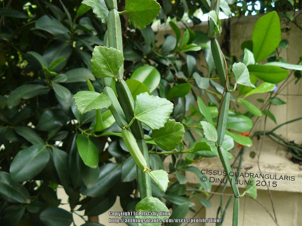 Photo of Veldt Grape (Cissus quadrangularis) uploaded by Dinu