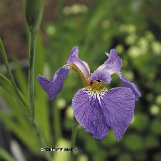 Photo of Species Iris (Iris setosa) uploaded by Joy