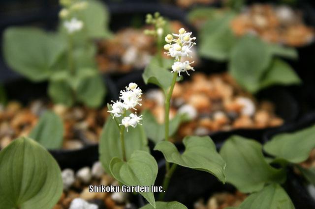 Photo of False Lily of the Valley (Maianthemum dilatatum) uploaded by Joy