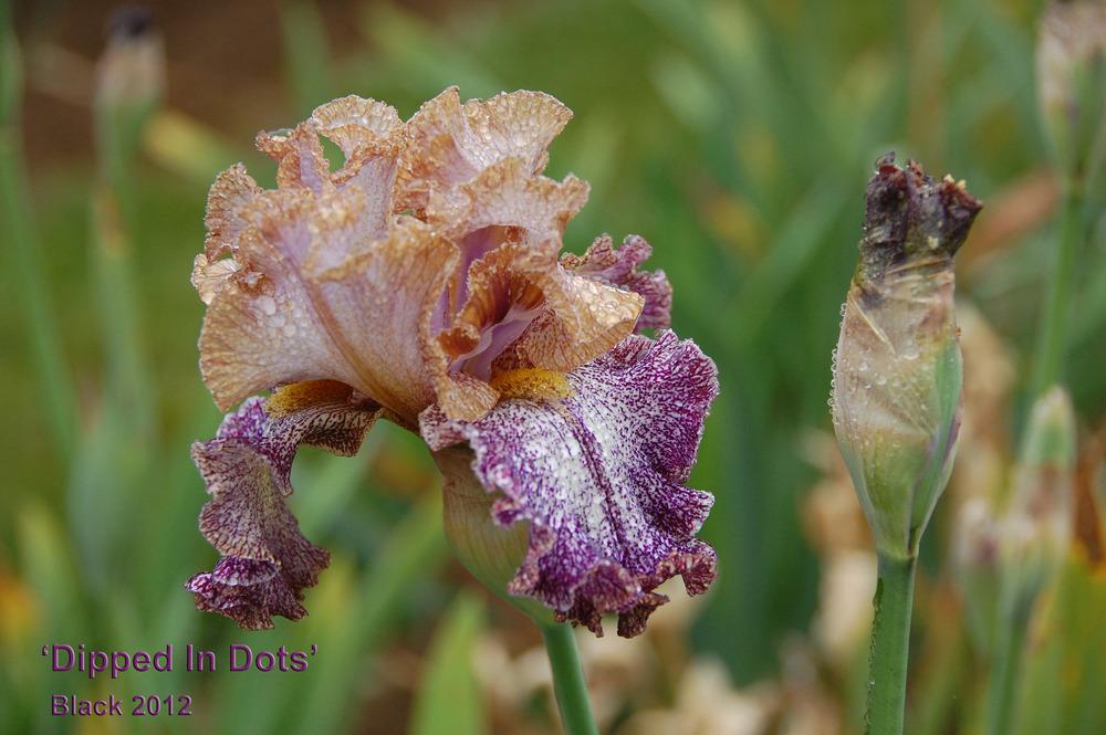 Photo of Tall Bearded Iris (Iris 'Dipped in Dots') uploaded by Mikey