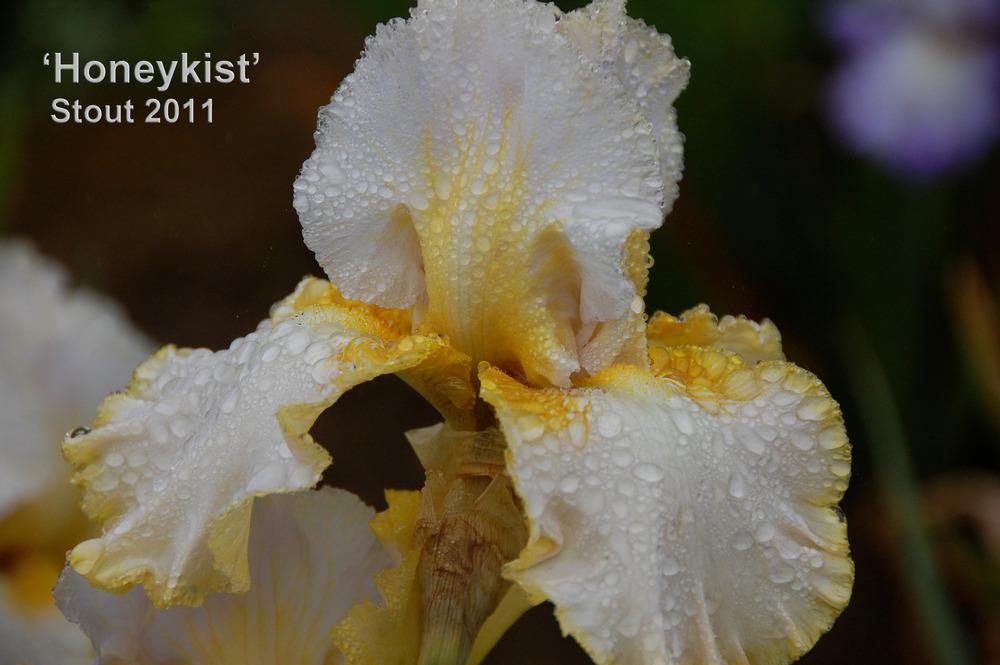 Photo of Tall Bearded Iris (Iris 'Honeykist') uploaded by Mikey