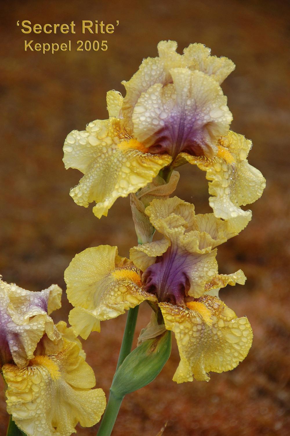 Photo of Tall Bearded Iris (Iris 'Secret Rites') uploaded by Mikey