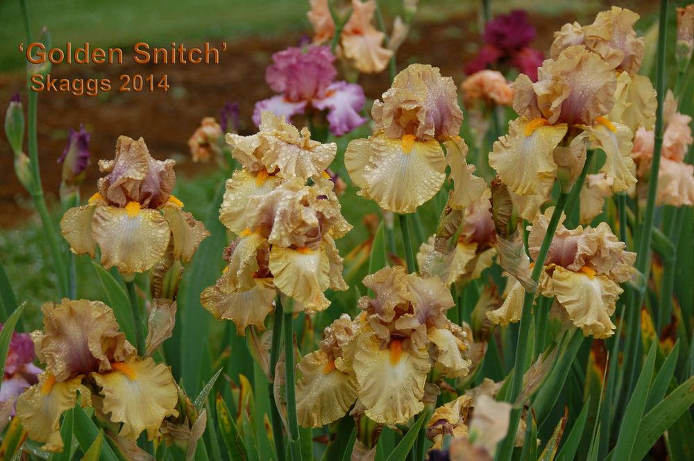 Photo of Tall Bearded Iris (Iris 'Golden Snitch') uploaded by Mikey