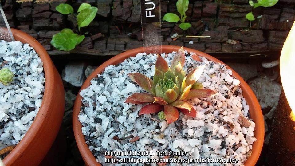 Photo of Hen and Chicks (Sempervivum 'Fuego') uploaded by TerriStanley