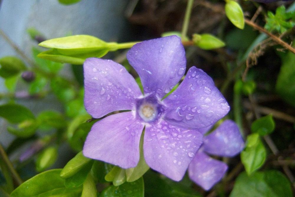 Photo of Greater Periwinkle (Vinca major) uploaded by admin