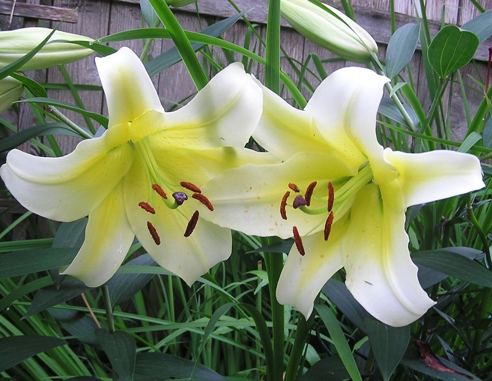 Photo of Lily (Lilium 'Conca d'Or') uploaded by mandolls