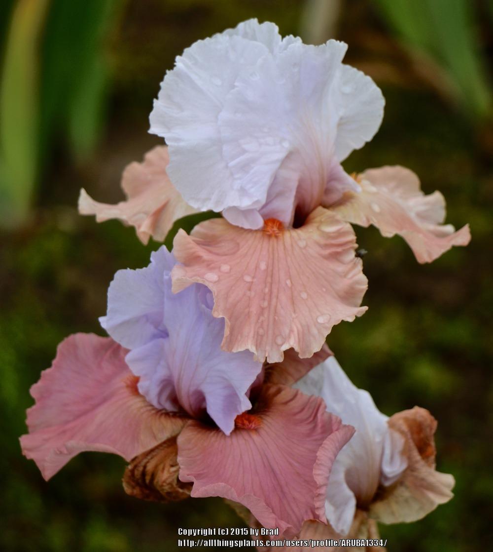 Photo of Border Bearded Iris (Iris 'Infatuate') uploaded by ARUBA1334