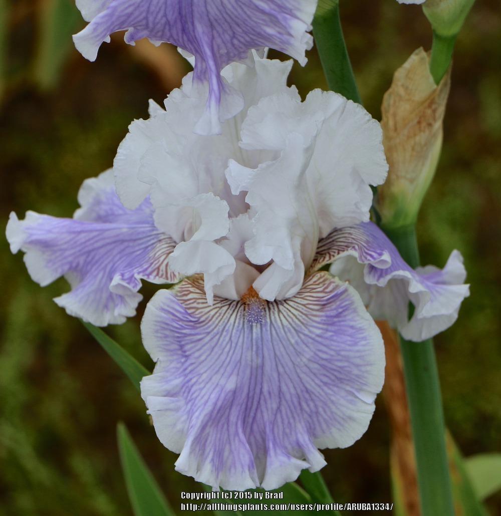 Photo of Tall Bearded Iris (Iris 'Gallic Softness') uploaded by ARUBA1334