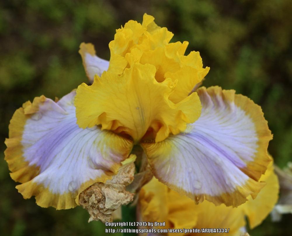 Photo of Tall Bearded Iris (Iris 'Calming Influence') uploaded by ARUBA1334