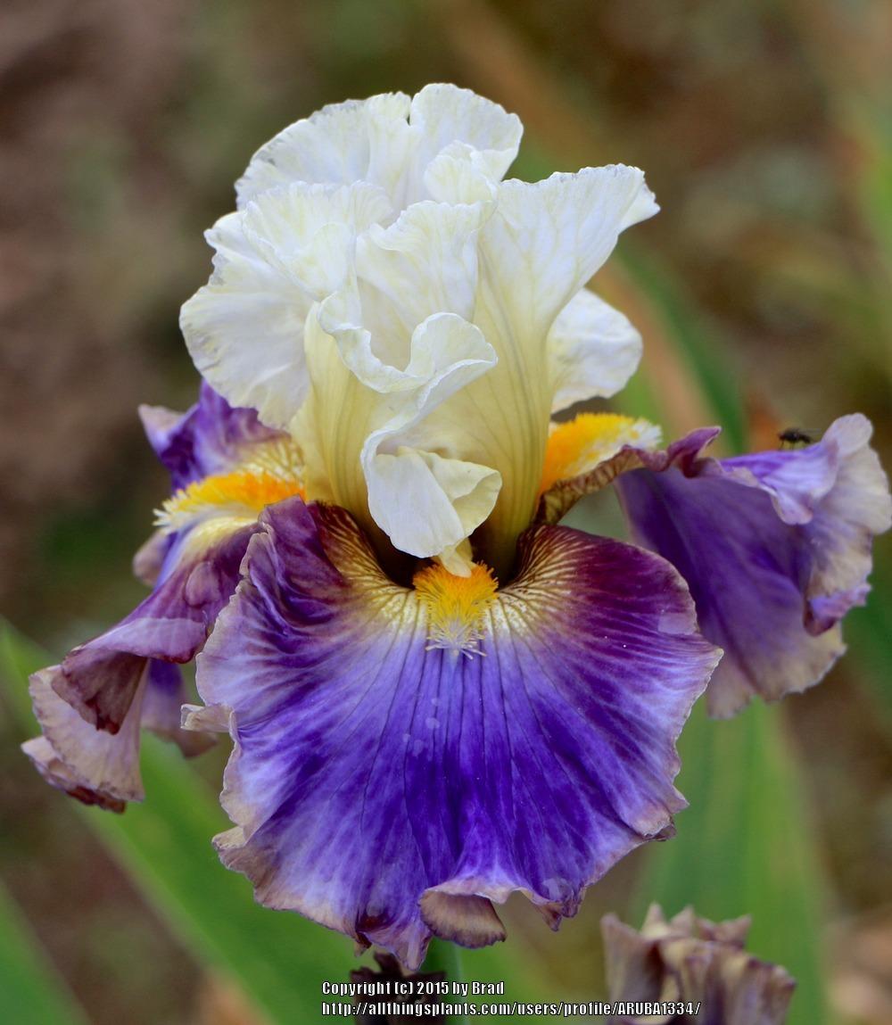 Photo of Tall Bearded Iris (Iris 'Style Traveller') uploaded by ARUBA1334