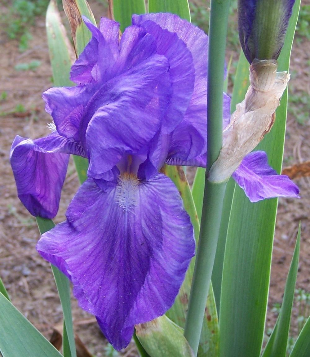 Photo of Tall Bearded Iris (Iris 'Humoresque') uploaded by Calif_Sue