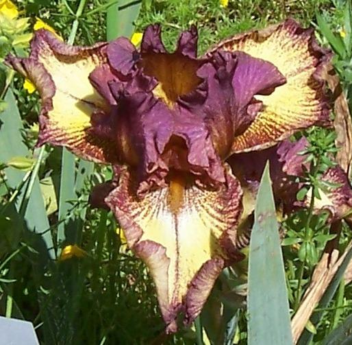 Photo of Tall Bearded Iris (Iris 'Hot Chocolate') uploaded by Calif_Sue