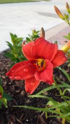 Thumb of 2015-07-04/DogsNDaylilies/702527