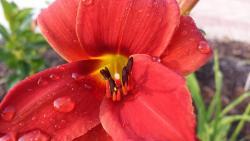 Thumb of 2015-07-04/DogsNDaylilies/d487a7