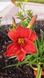 Thumb of 2015-07-04/DogsNDaylilies/dc3413