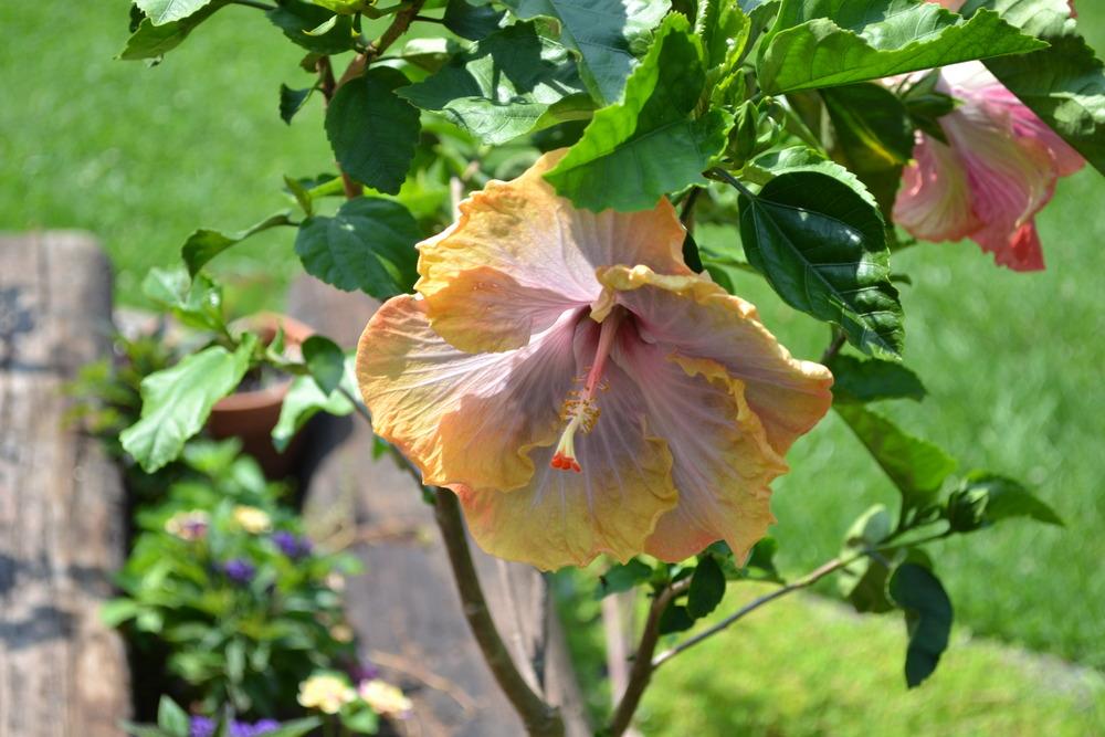 Photo of Tropical Hibiscus (Hibiscus rosa-sinensis 'Creole Lady') uploaded by HollyAnnS