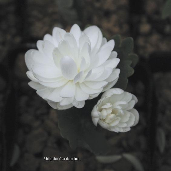 Photo of Bloodroot (Sanguinaria canadensis 'Multiplex') uploaded by Joy